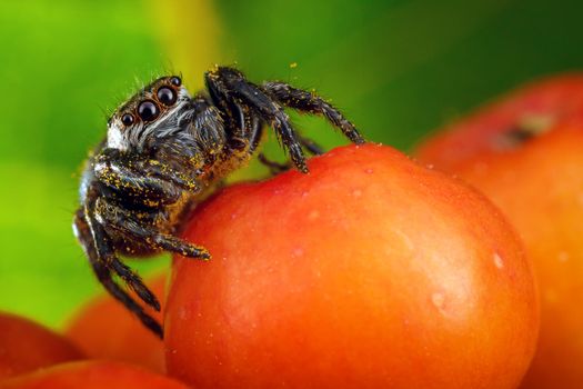 Extreme macro of rowan berry and nice jumping spider with yellow pollen on it
