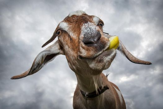 Funny brown goat chew yellow apple in a cloudy sky background