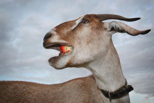 Funny brown goat chew red apple in a cloudy sky background