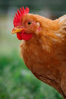 Nice golden hen in a green background