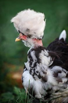 Very tufted chicken portrait in dark green background