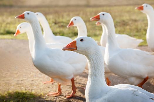 Five nice white gooses grazing on the meadow at noon, and looking for food