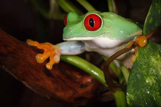 Red eyed tree frog carefully watching the environment between the plants leafs