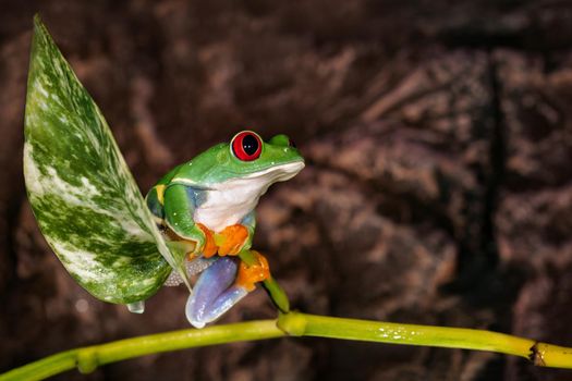 Red eyed tree frog sitting on the plant mast in the terrarium