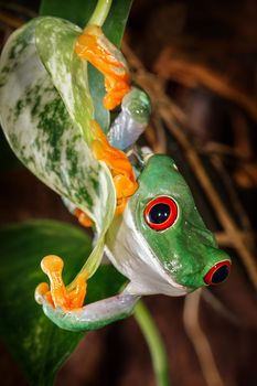 Red eyed tree frog climbing on the leaf and looks to camera