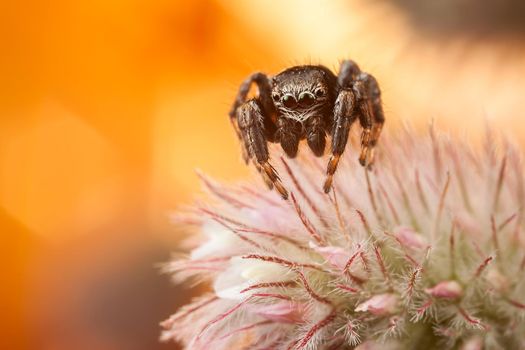 Jumping spider on colored nice fluffy plant