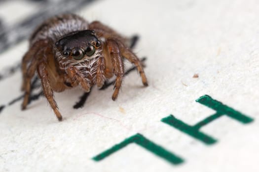 Jumping spider on hundred dollars banknote, Photo in close up