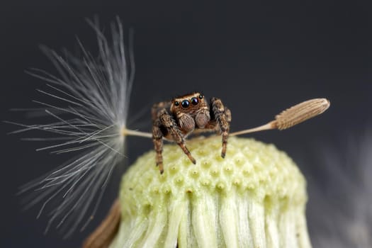 Jumping spider and big dandelion seed in background