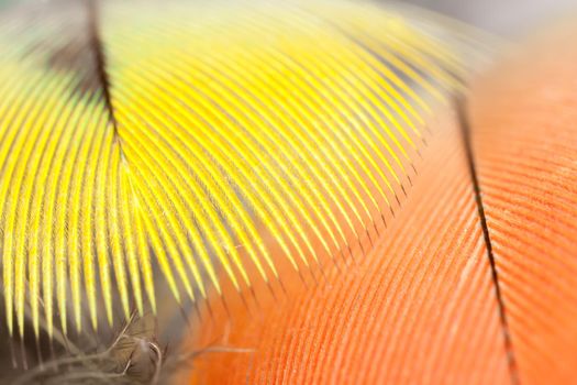 Yellow Rosella parrot feathers in close