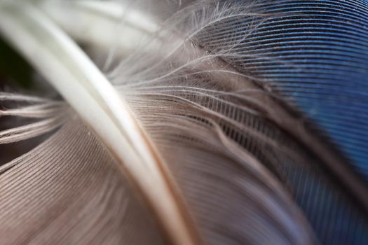 Grey and blue rosella parrot feathers background