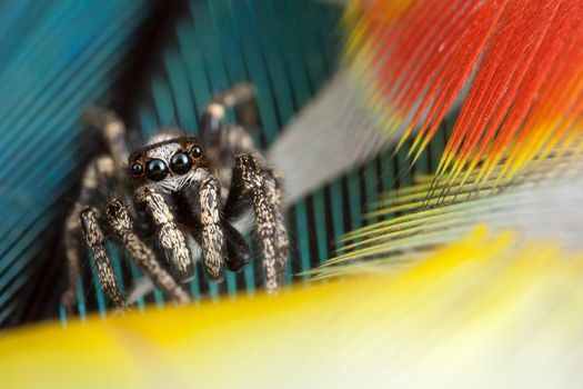 Jumping spider walks on beautiful colored rosella parrot feathers
