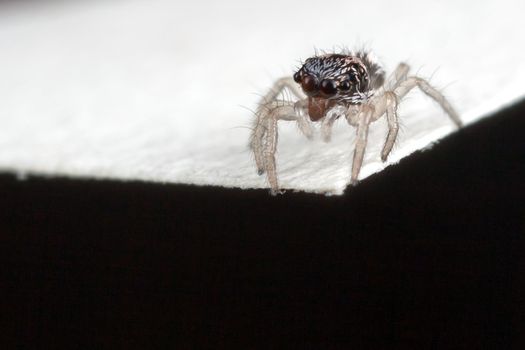 Very tiny jumping spider on the edge of white paper