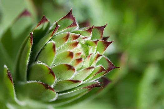 Sempervivum plant bud on the green background