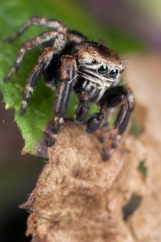 Jumping spider on the brown rotten leaf