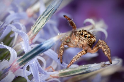 Jumping spider on the blue Sea holly flower