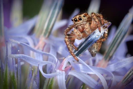 Jumping spider on the blue Sea holly flower