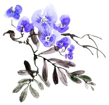 Watercolor and ink illustration of blossom tree with blue flowers, buds and leaves. Oriental traditional painting in style sumi-e, u-sin and gohua.