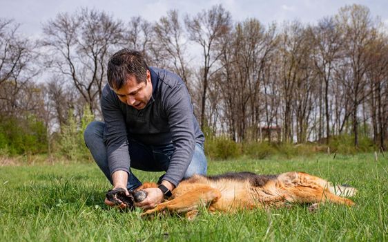 A man is playing with his dog- a german shepherd, checking its teeth on a green lawn in spring time.
