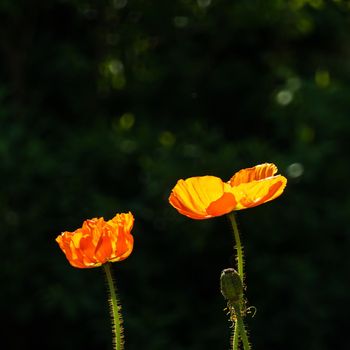 Two backlit orange poppies against dark background
