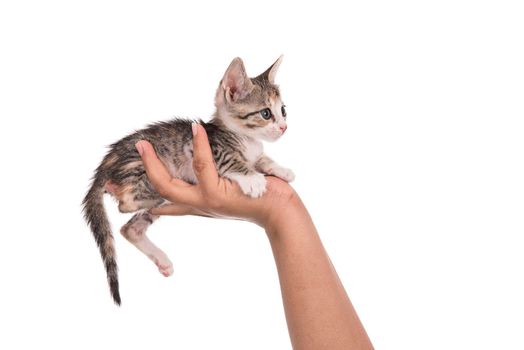 Small kitten in human hand on white background