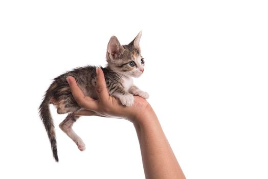 Small kitten in human hand on white background