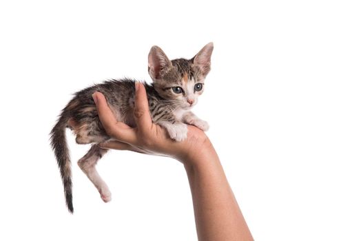 Small kitten in human hand on white background