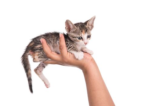 Small kitten in human hand on white background