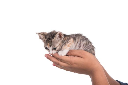 Small kitten in human hand on white background