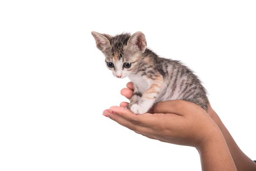 Small kitten in human hand on white background