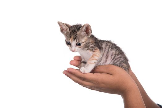 Small kitten in human hand on white background