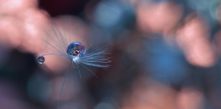 Beautiful Nature Background.Floral Art Design.Abstract Macro Photography.Pastel Flower.Dandelion Flowers.Blue Background.Creative Artistic Wallpaper.Wedding Invitation.Celebration,love.Close up View.Water Drops.Tranquil Natural Background.