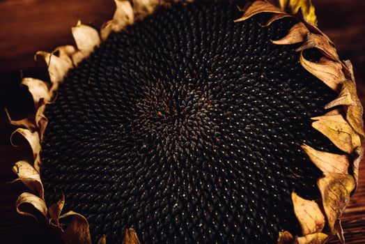 Dried sunflower head on the wooden table