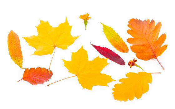 autumn background of fall leaves on the white background.