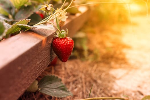 Close up ripe strawberries in vegetable garden with blurred green nature background, soft focus in strawberry garden. With copy space and warm bright sun.