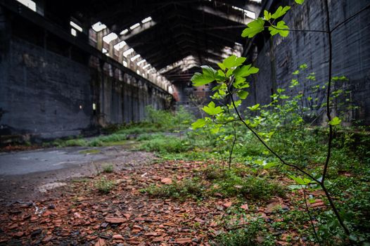 abandoned factory its interior and what remains of it tedriti and nature