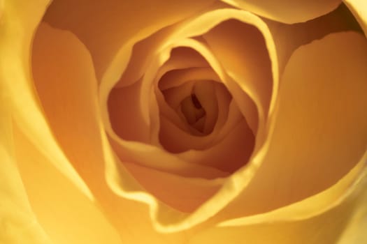 Photo of a yellow blooming rose, macro, close-up, background