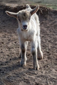 Small cute white goat on the ground