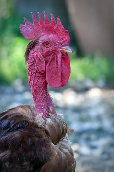 Portrait of an angry look naked neck rooster