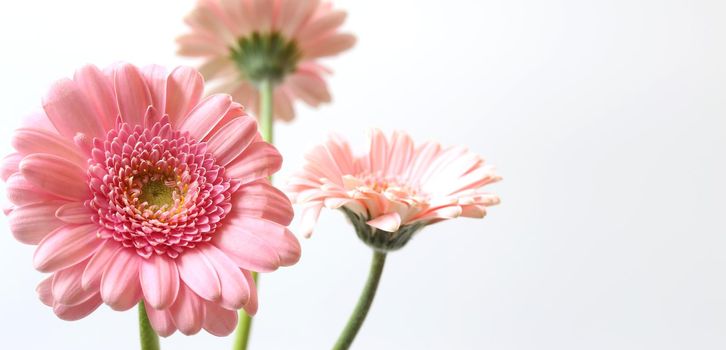 Beautiful pink gerbera flowers on white background. Bunch of spring summer