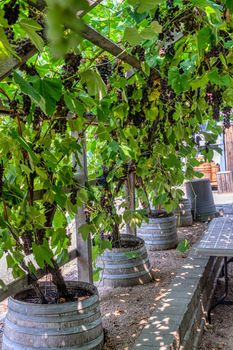 Vine yard half-house covered with black vine plants growing from wooden barrels