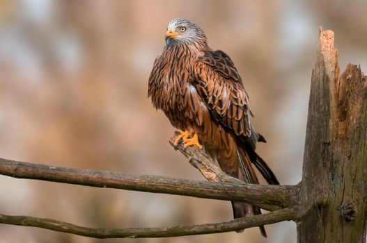 a beautiful colorful bird sits and looks