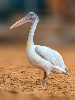 a water bird swims on a lake