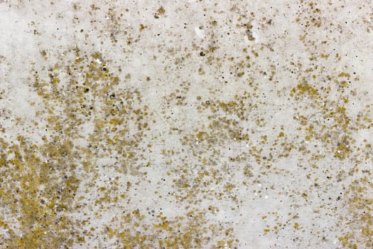 A flat grey concrete surface. The surface is textured and covered in greenish yellow spots of lichen.