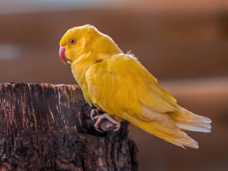 a beautiful colorful bird sits and looks
