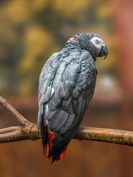 a beautiful colorful bird sits and looks