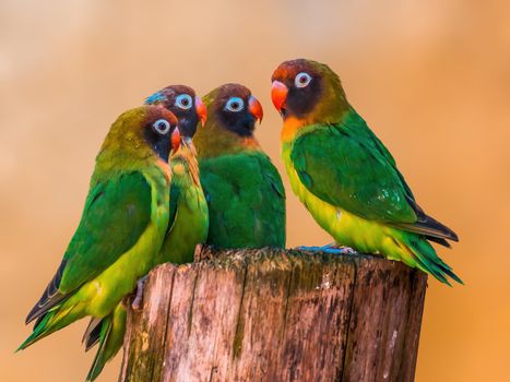 a beautiful colorful bird sits and looks