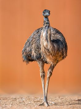 a beautiful colorful bird sits and looks