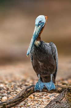 a water bird swims on a lake