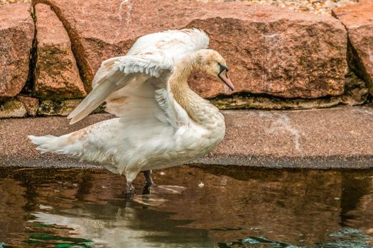 a water bird swims on a lake