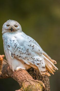 a beautiful colorful bird sits and looks